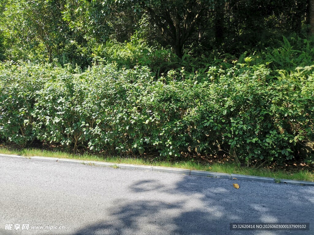 路边繁茂绿植景观