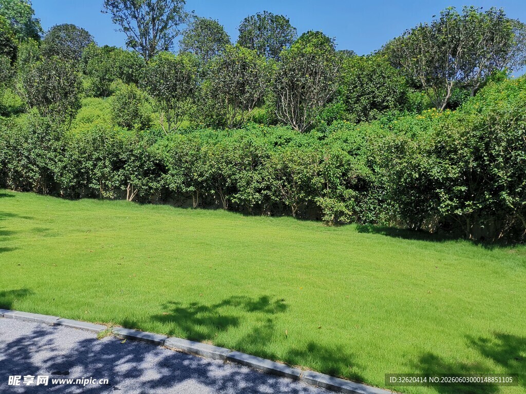 绿意盎然的户外草坪景观