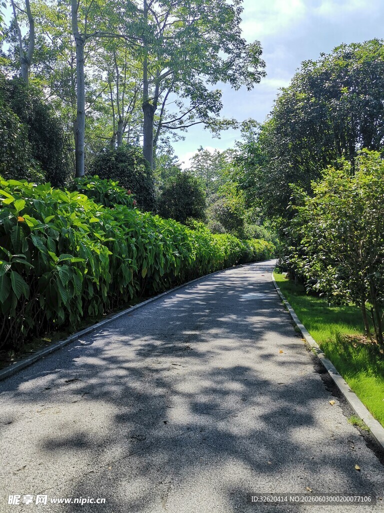 林荫小道