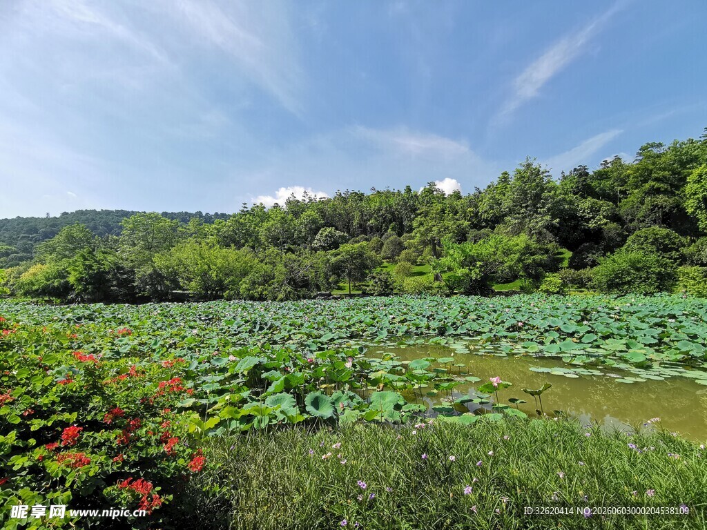 荷塘绿野间的自然景致