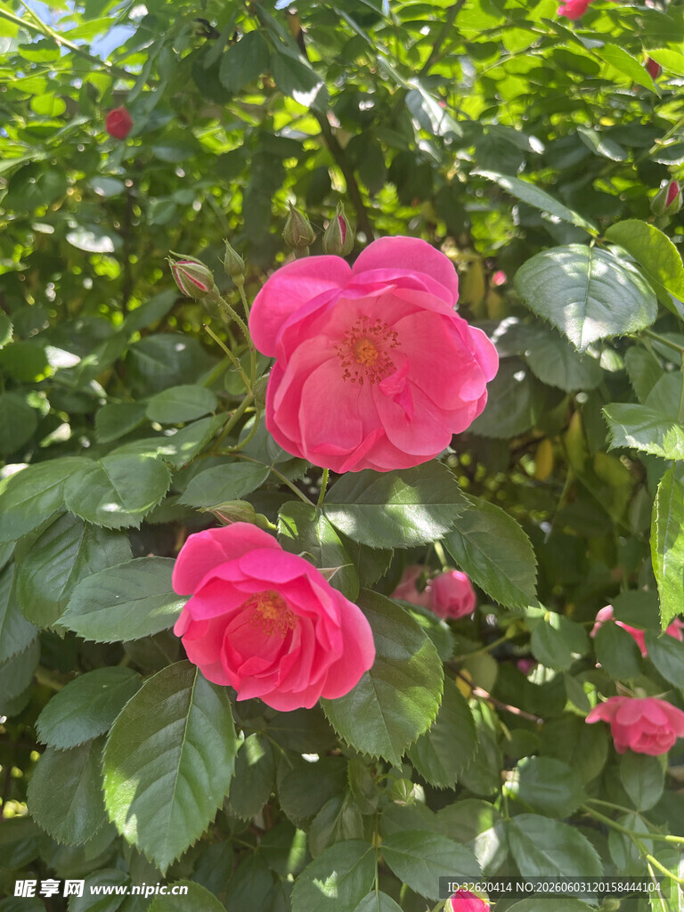 娇艳盛开的粉色月季花