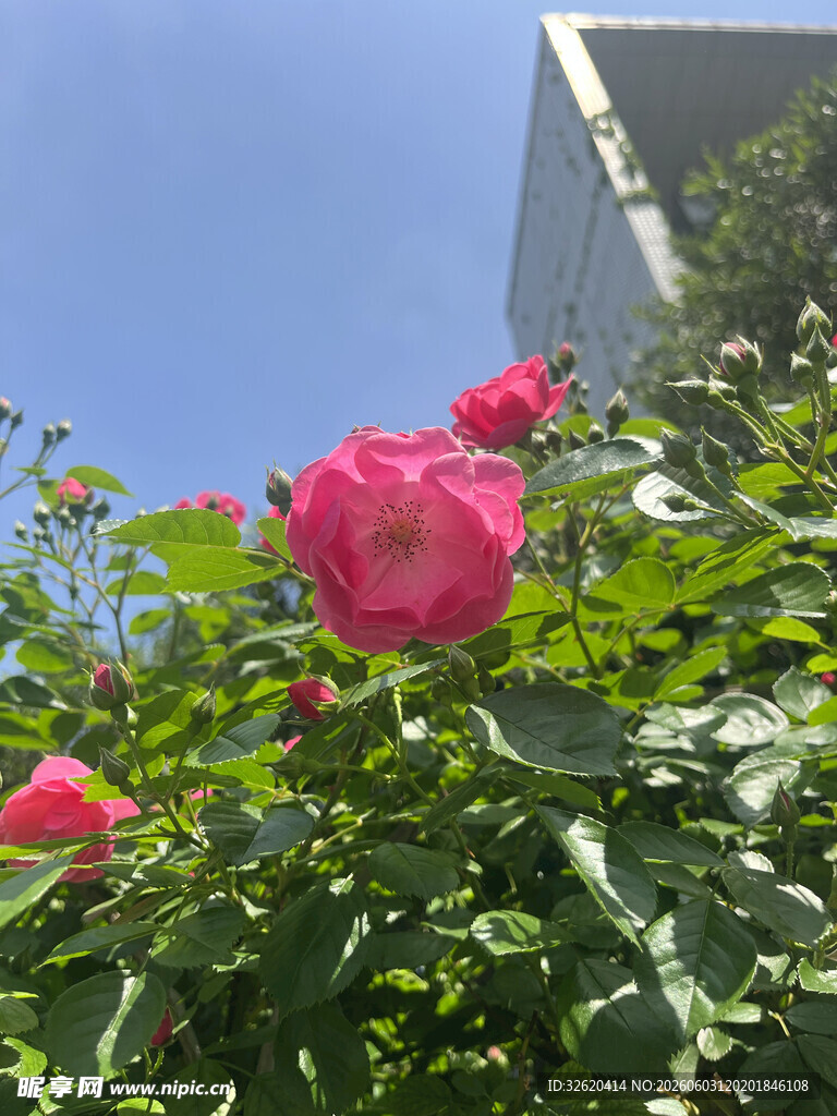 娇艳绽放的粉色月季花