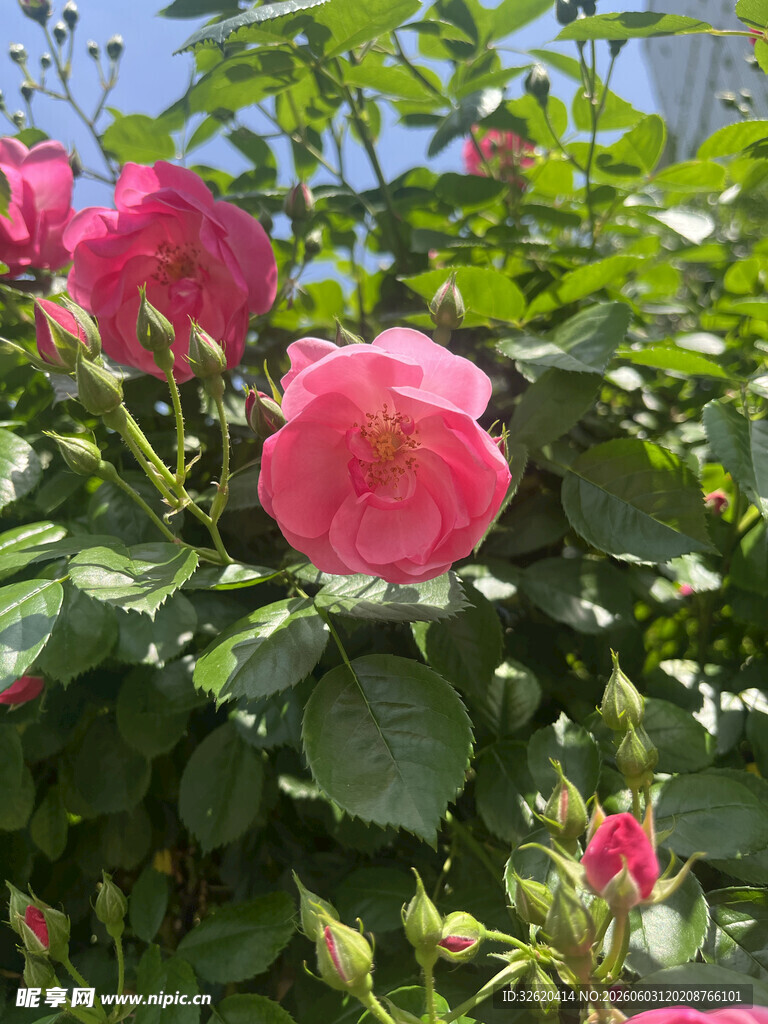 娇艳盛放的粉色月季花