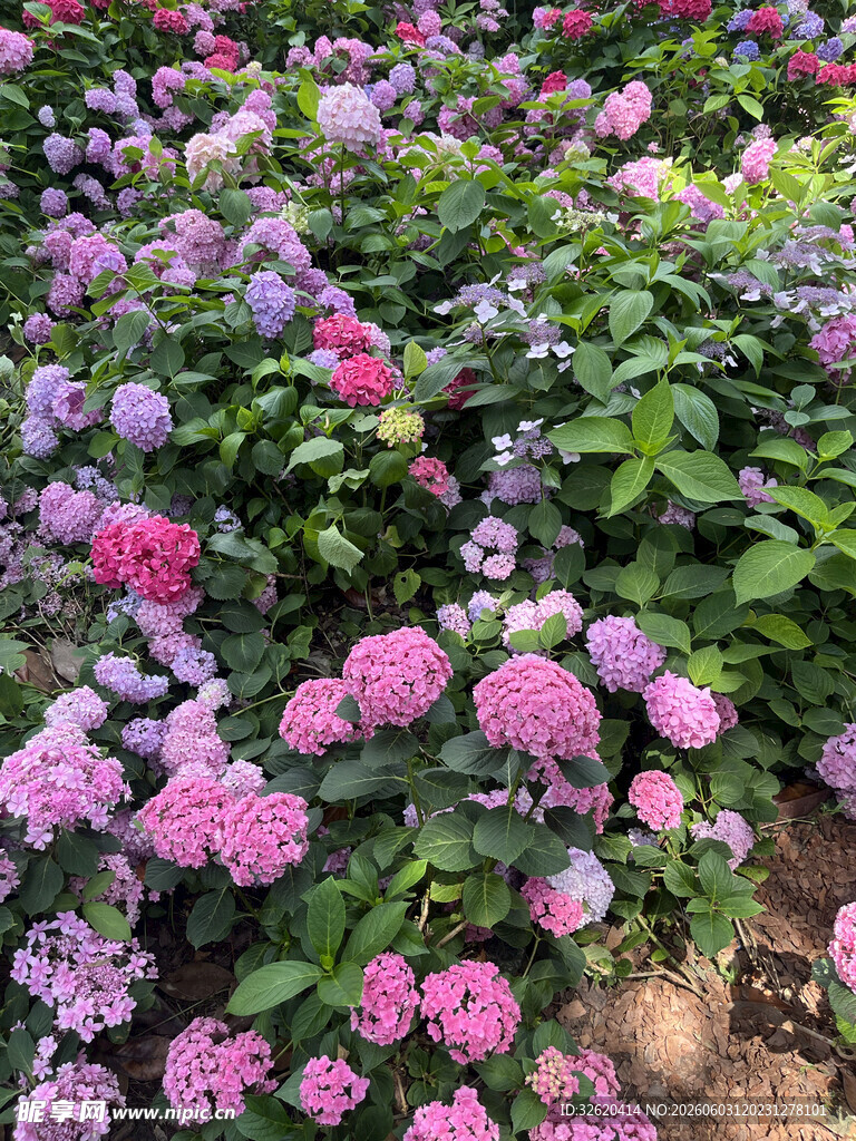 缤纷绣球花海