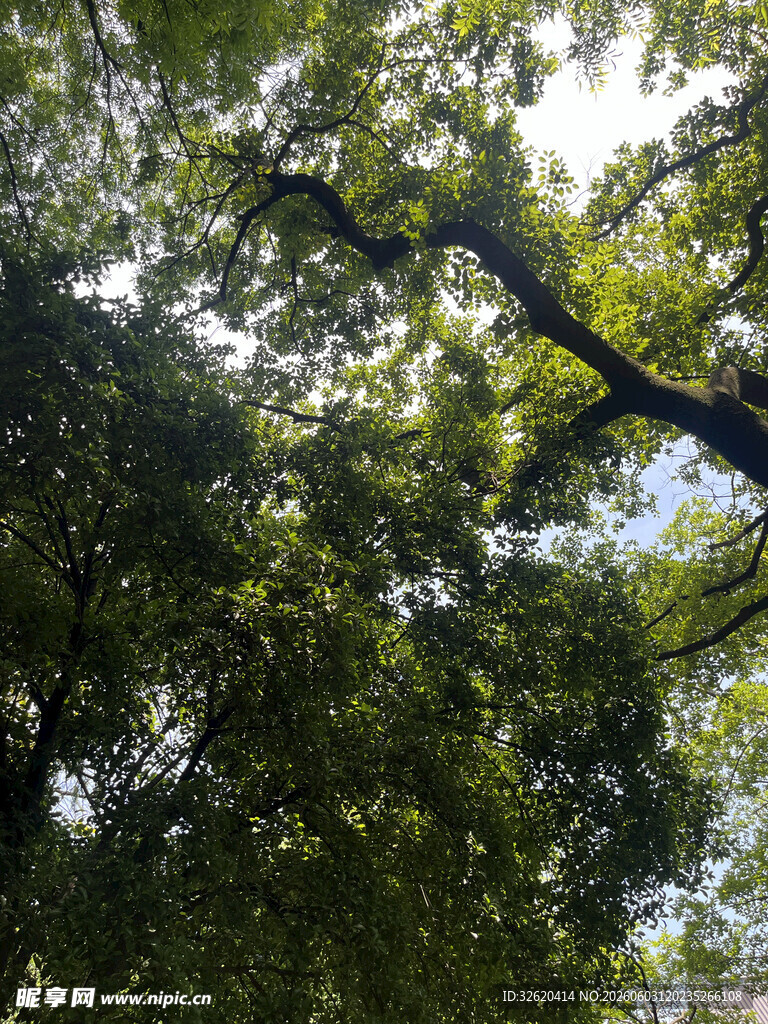 茂密树林中的繁茂枝叶