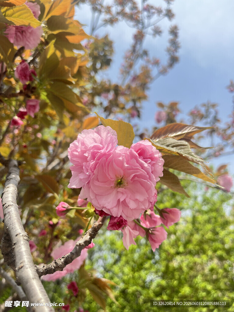 娇艳盛开的粉色樱花