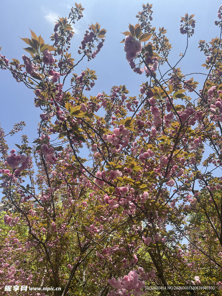 春日繁花似锦的绚烂树木