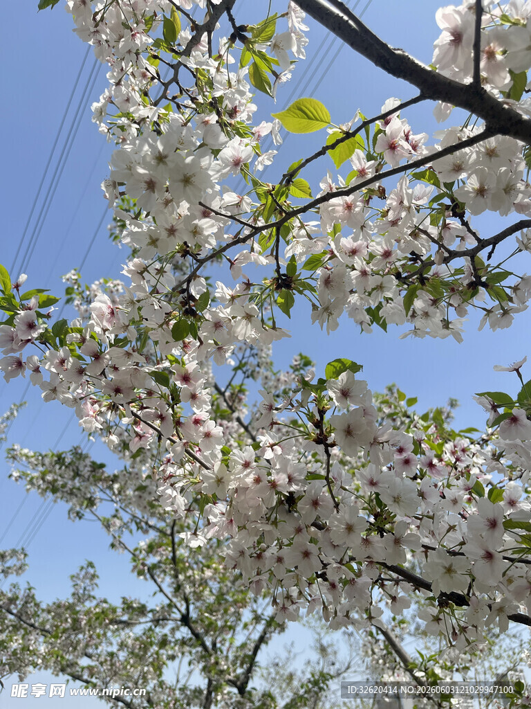 春日繁花盛开的美丽枝头