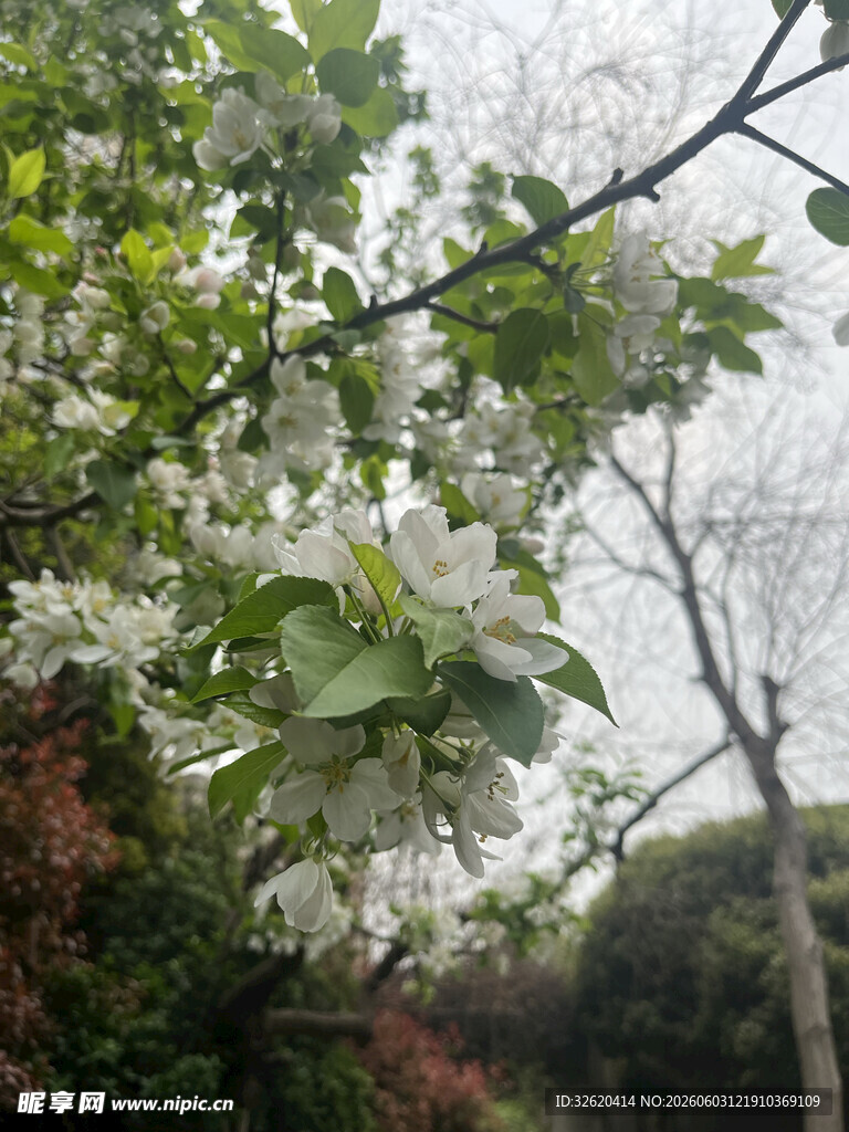 枝头绽放的洁白花朵