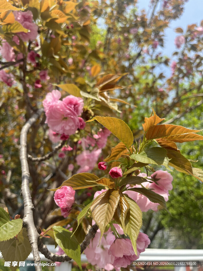 枝头绽放的粉嫩樱花