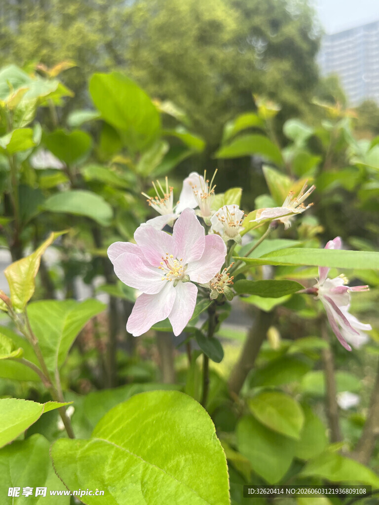 娇艳春花绽放绿意中