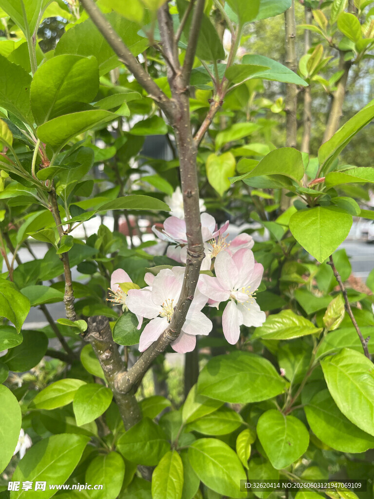 绿叶间绽放的素雅花朵