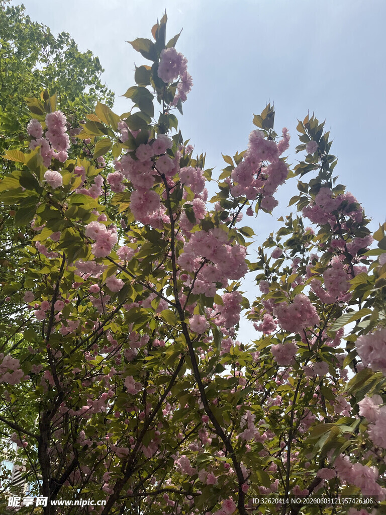 盛开的粉色繁花