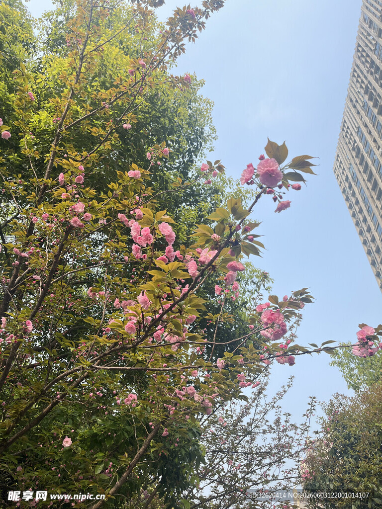 枝头繁花绽