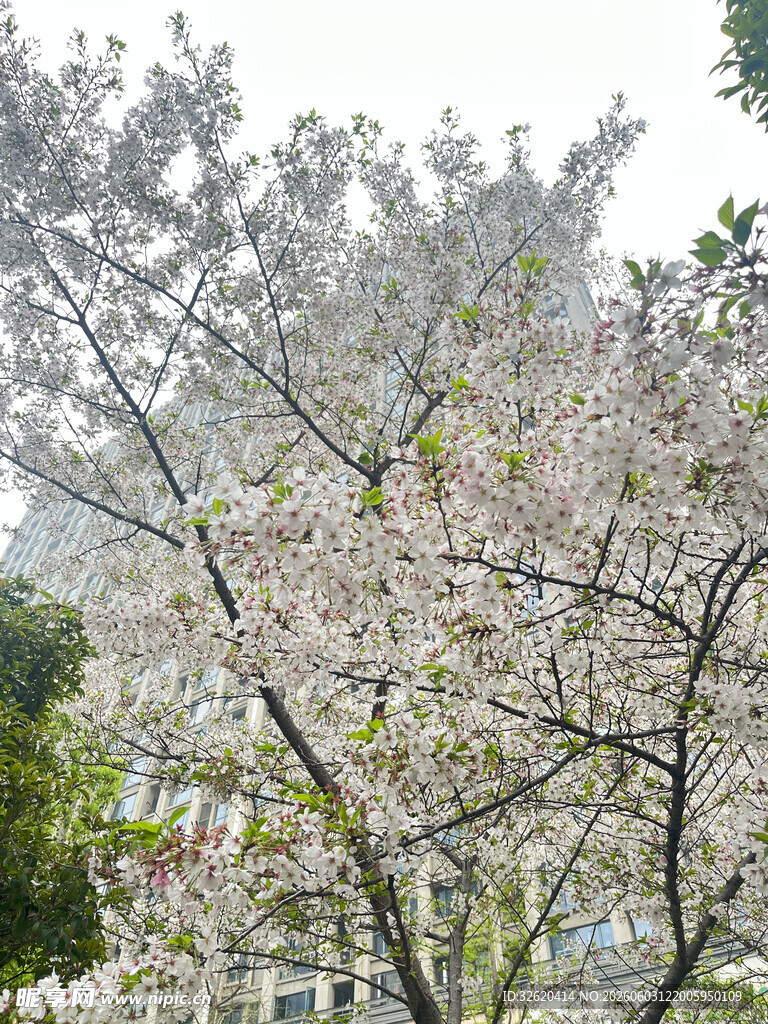春日盛开的烂漫樱花树