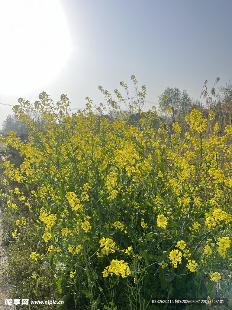 春日油菜花田美景