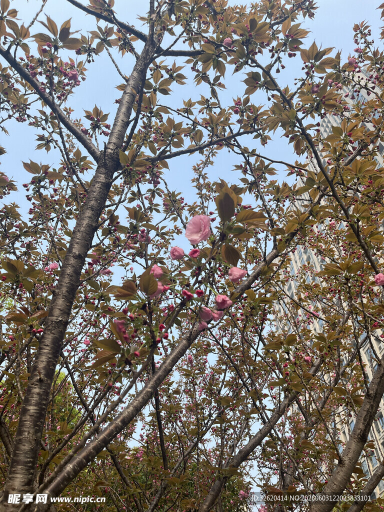 枝头繁花与交错树枝