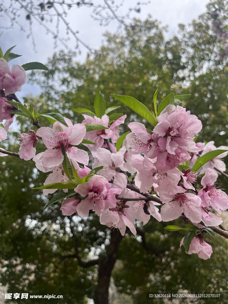 枝头绽放的粉嫩桃花