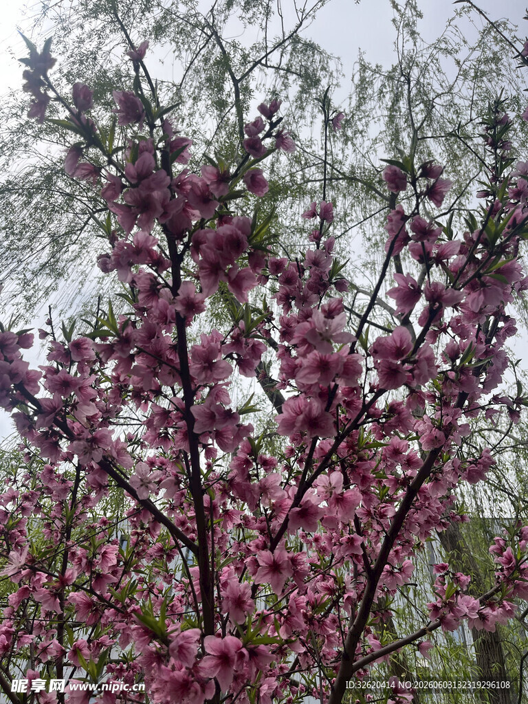 盛开的紫叶李花