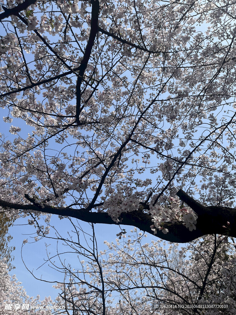 仰观枝头烂漫樱花树