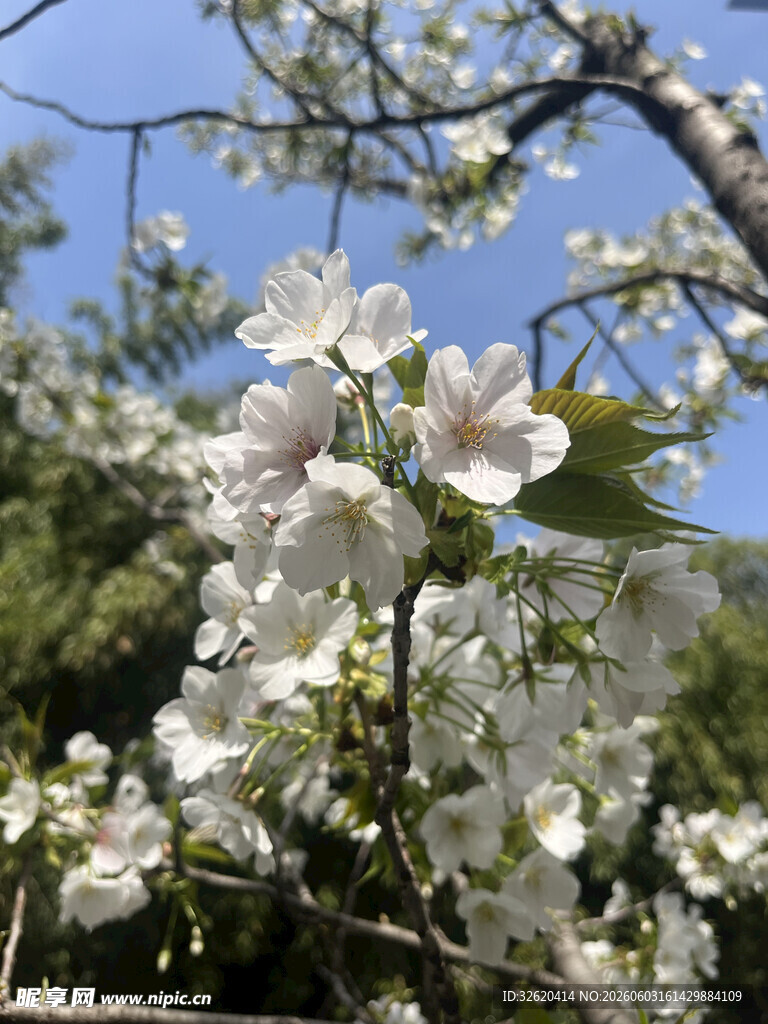 枝头绽放的洁白花朵