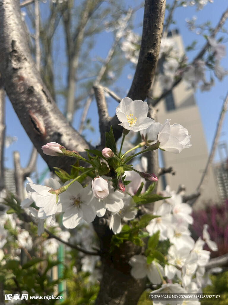 枝头绽放的洁白花朵