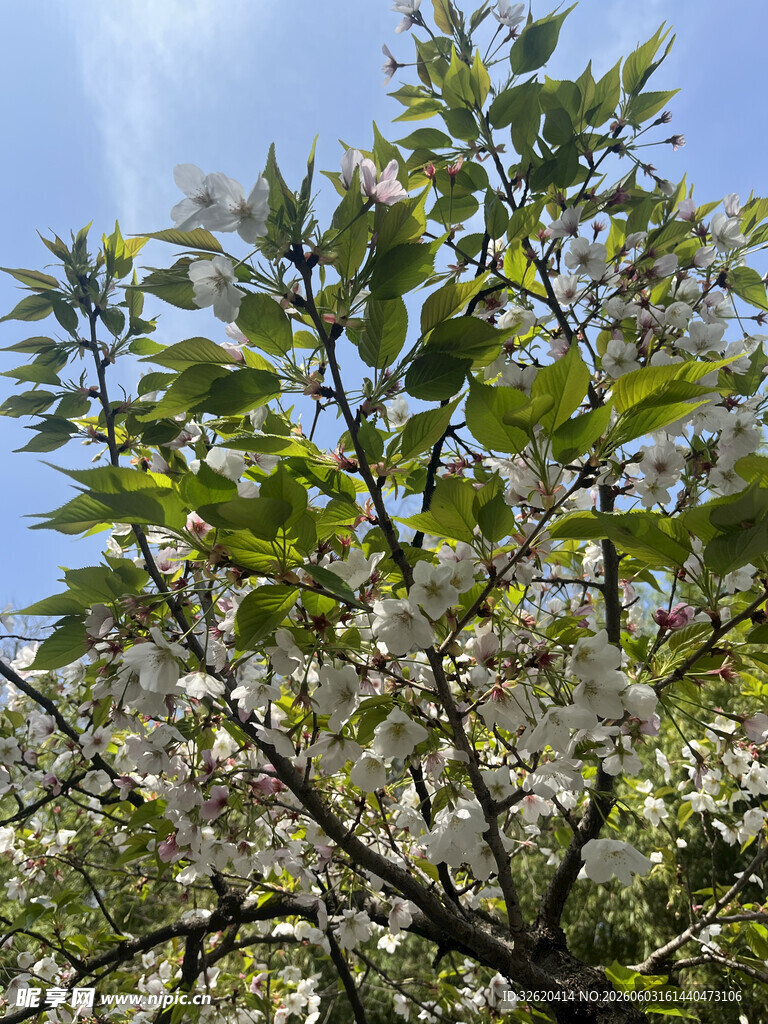 枝头繁花绽