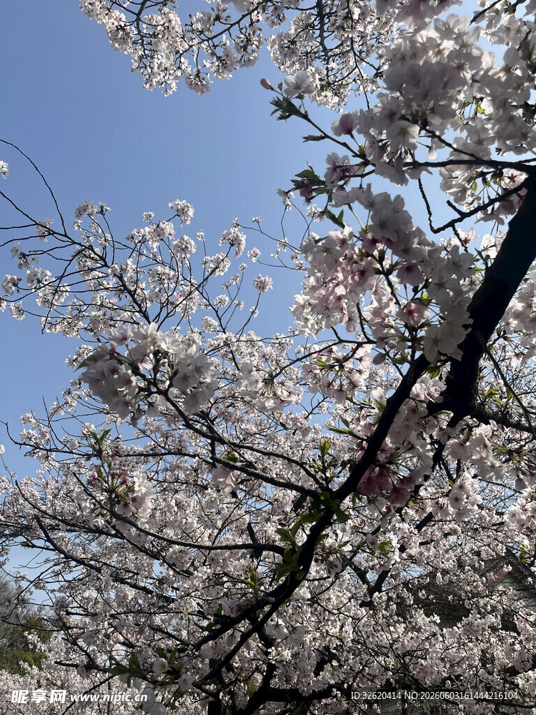春日繁花满枝樱花绽放
