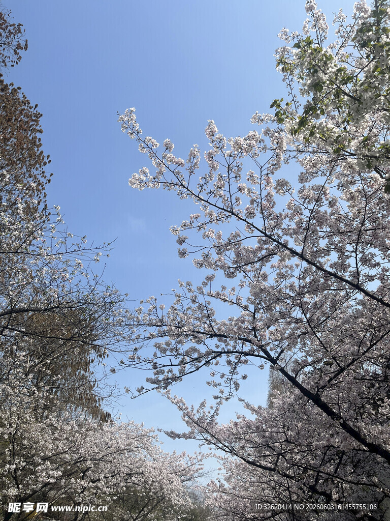 春日繁花盛开的烂漫景象