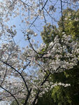 春日烂漫樱花绽放枝头