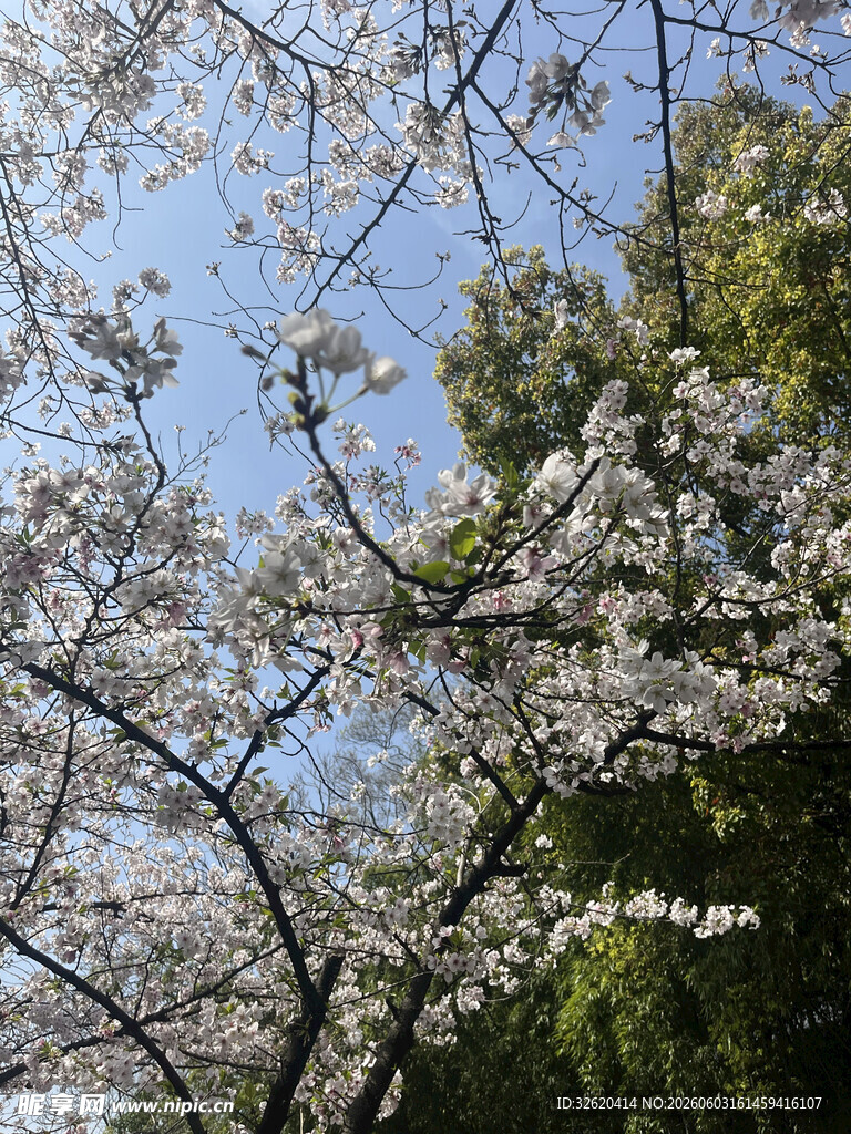 春日烂漫樱花绽放枝头
