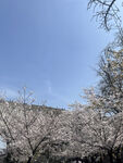 春日烂漫樱花树景
