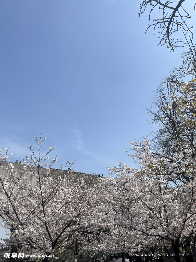 春日烂漫樱花树景