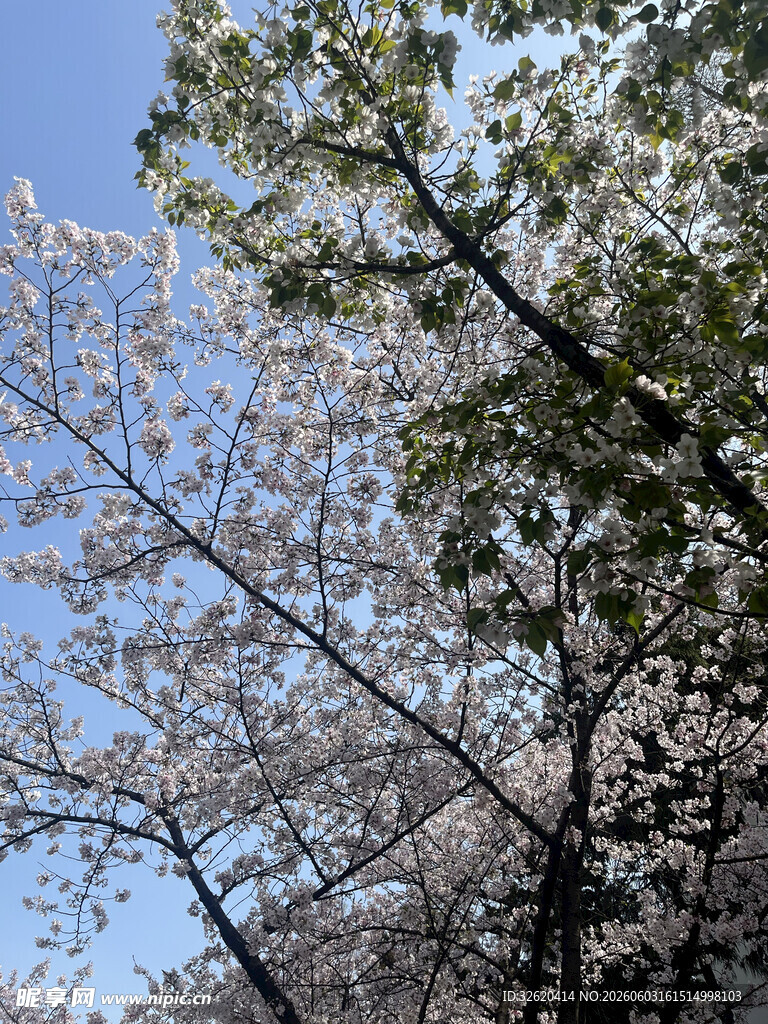 春日盛开的烂漫樱花树