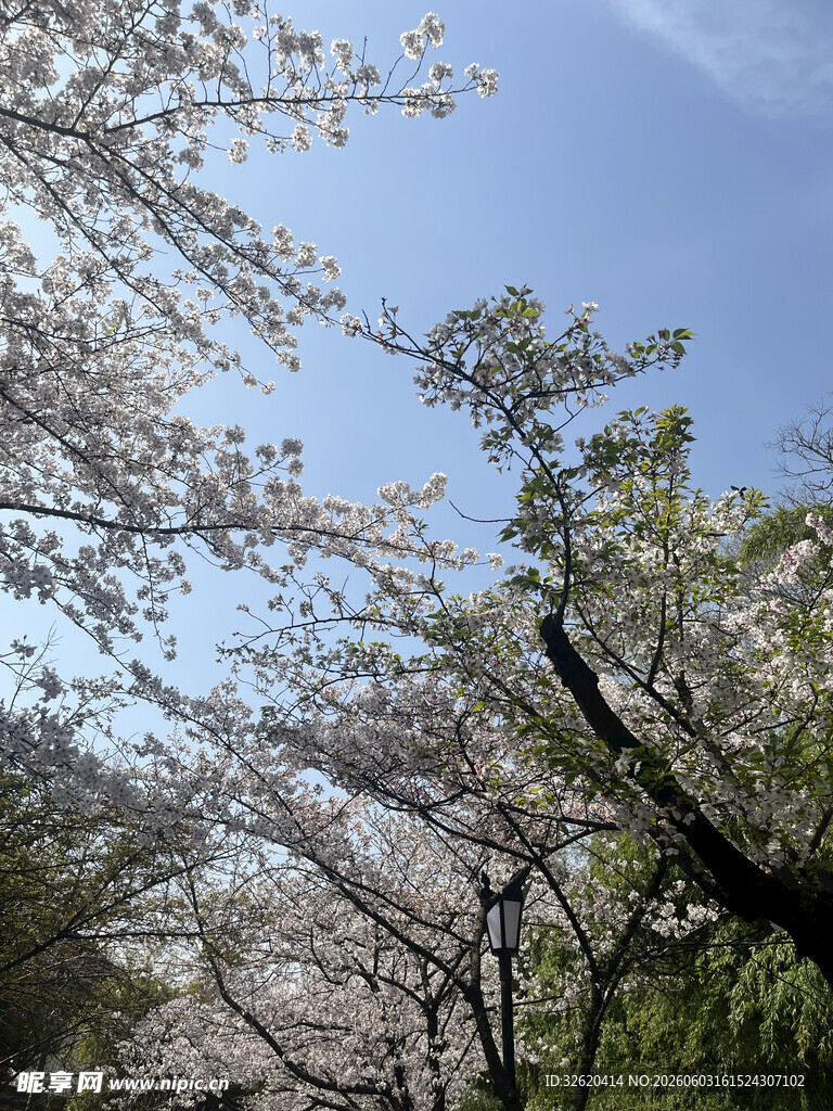 春日烂漫樱花树景