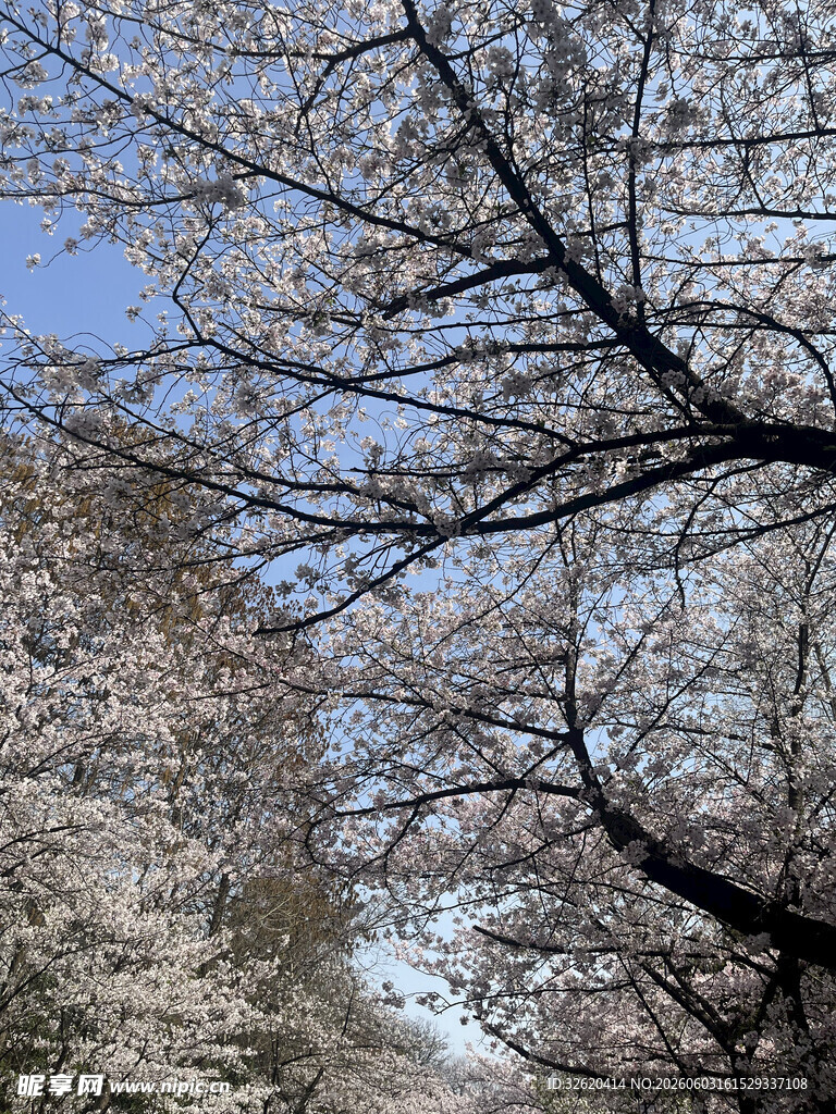 春日樱花树枝美景