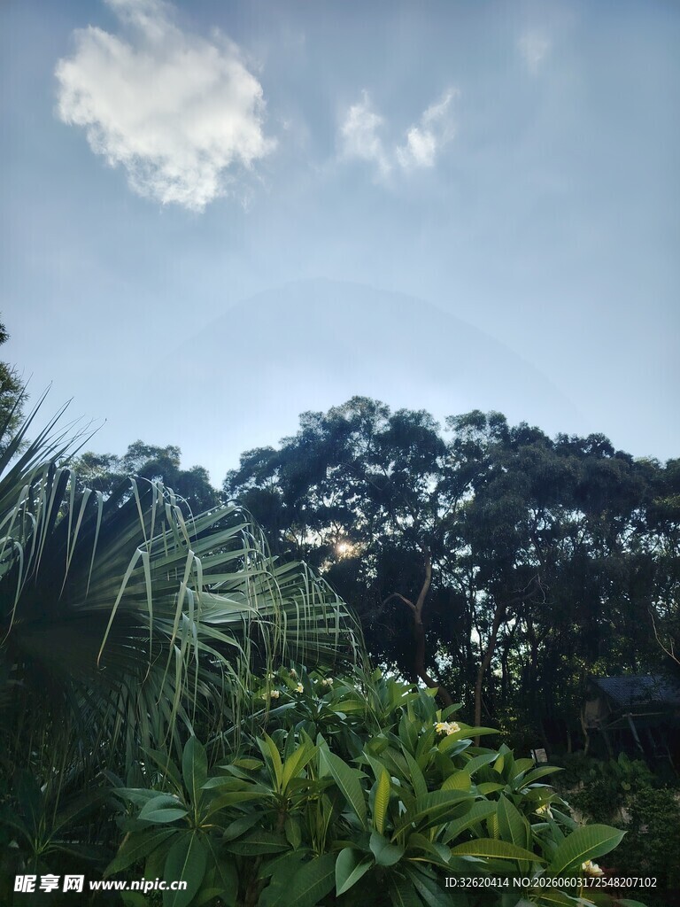 蓝天之下的繁茂绿植