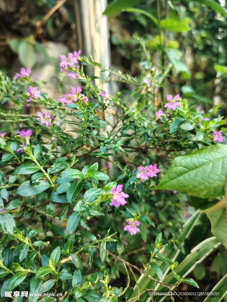 繁茂绿植中的娇艳小花
