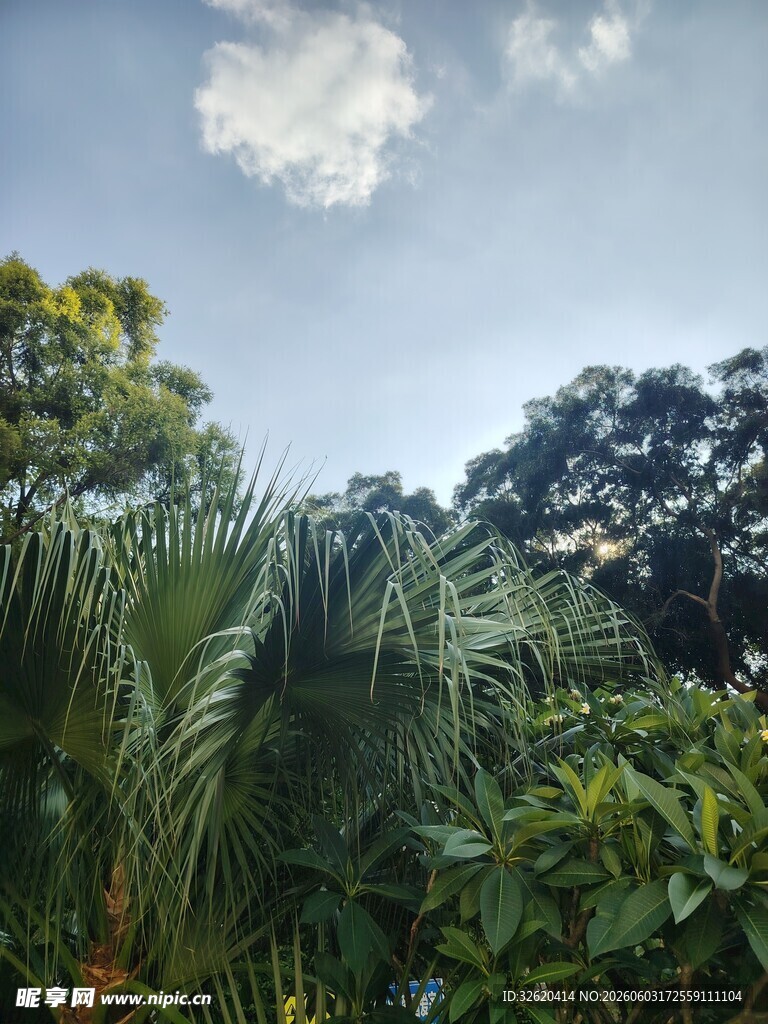 繁茂绿植与晴朗天空景象