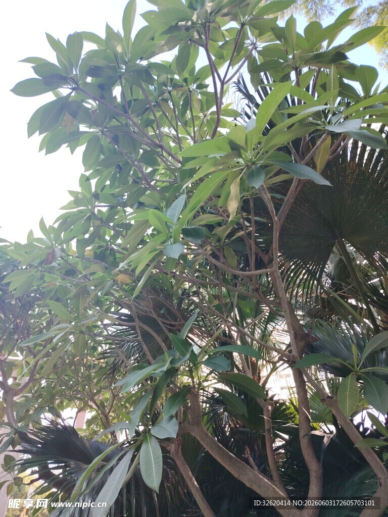 繁茂绿植展示自然生机