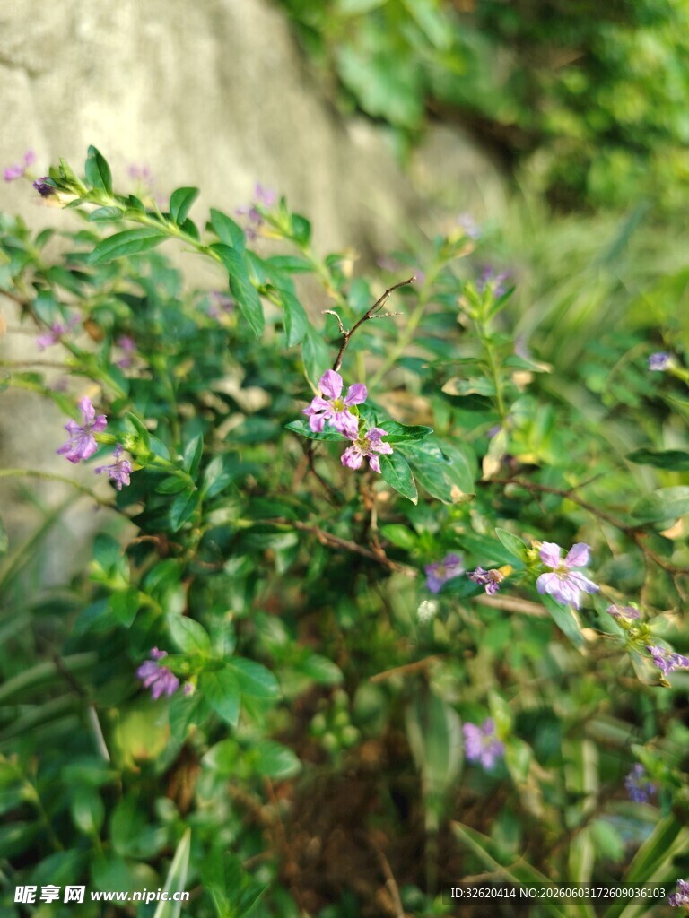 绿叶间的紫色小花