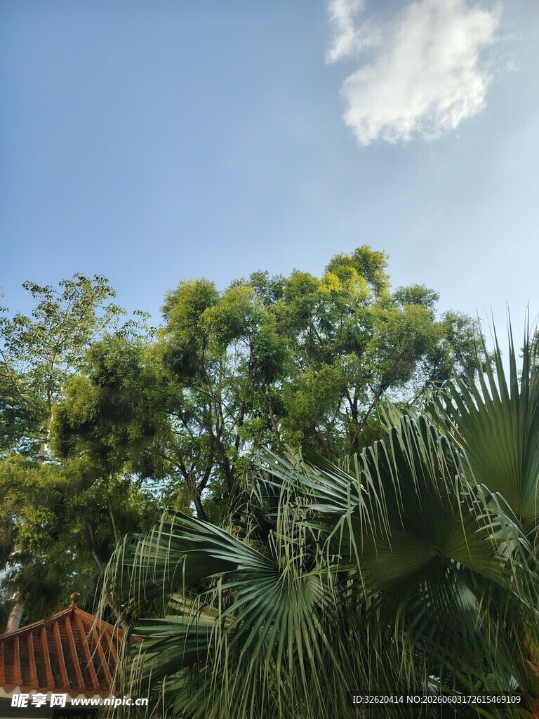 蓝天绿树间的自然景致