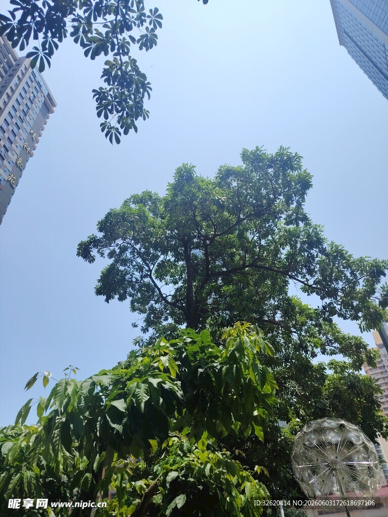 城市中茂盛的高大绿树