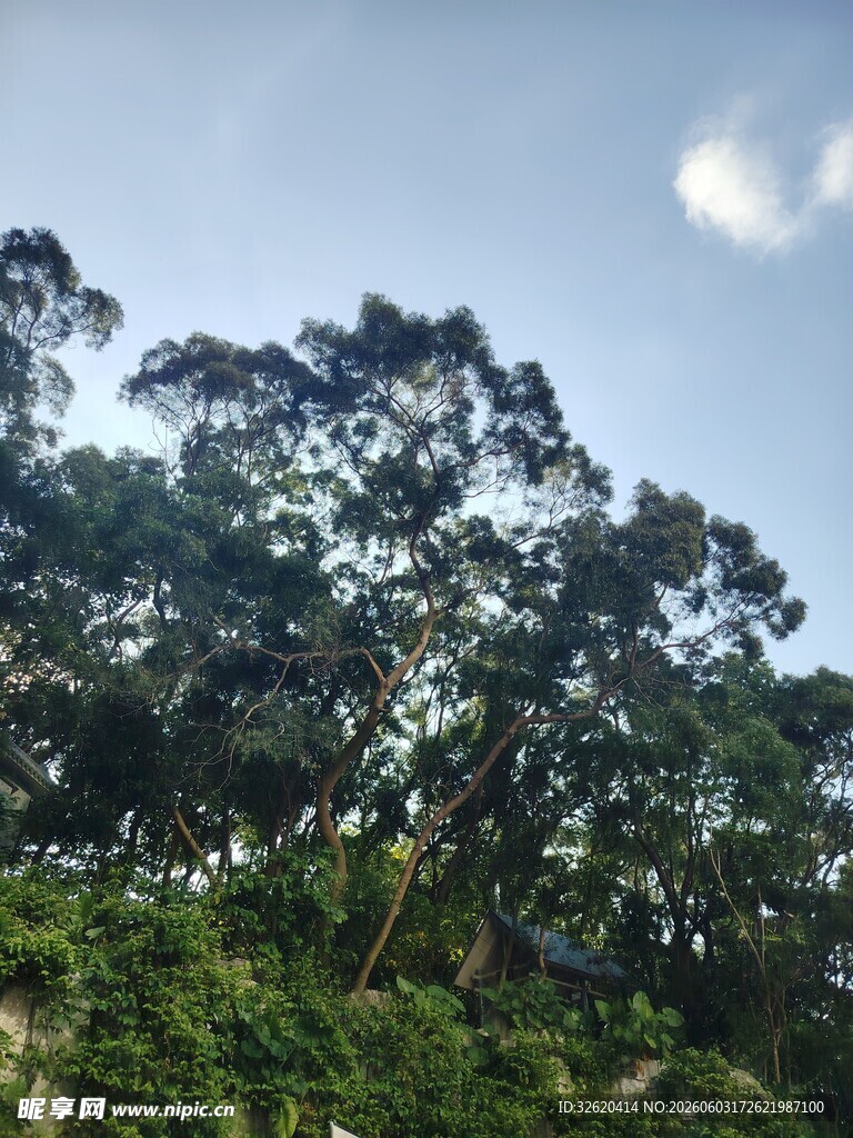 山林树梢与蓝天