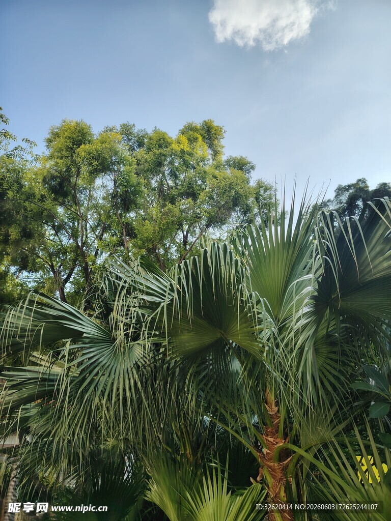 热带绿植风景