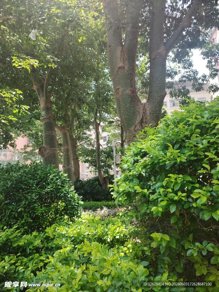 绿意盎然的林间景致