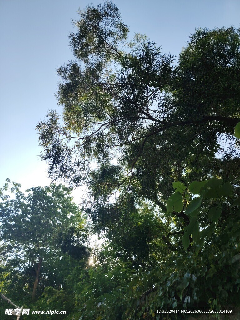 仰望葱郁树冠蓝天景致