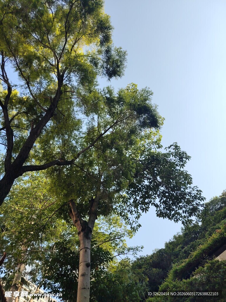 仰视葱郁树木与蓝天
