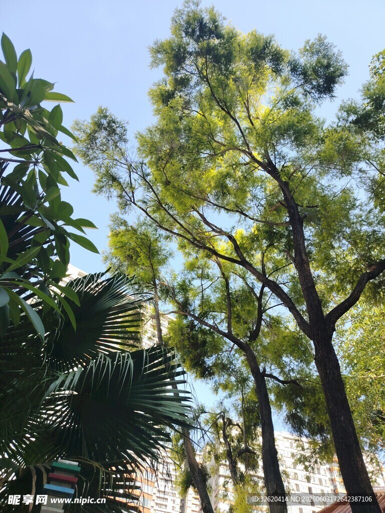 阳光下的葱郁树木