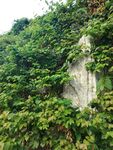 石上繁茂绿藤景观